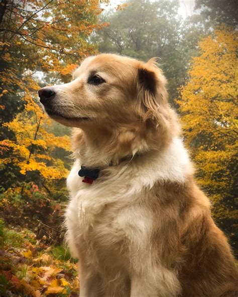 Border Collie Golden Retriever Sheltie Mix: Facts, Temperament - Pet Spruce