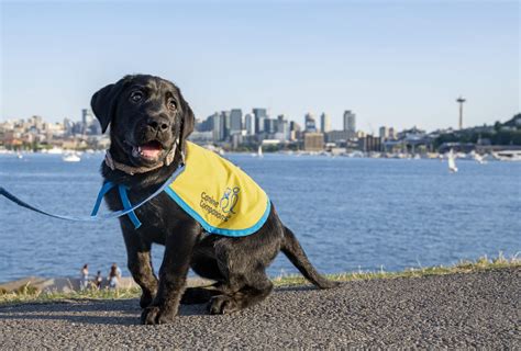 Canine Companions opens Puget Sound Field Office - Canine Companions