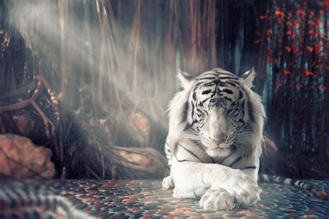 Download Sunbeam Animal White Tiger HD Wallpaper