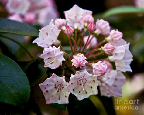 Mountain Laurel Flowers 3 Photograph by Mark Dodd