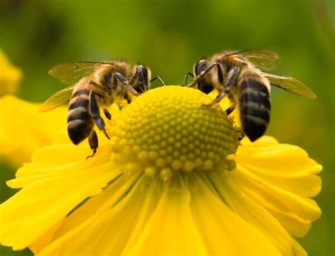 Are we facing a 'world without wild bees'? - Genetic Literacy Project