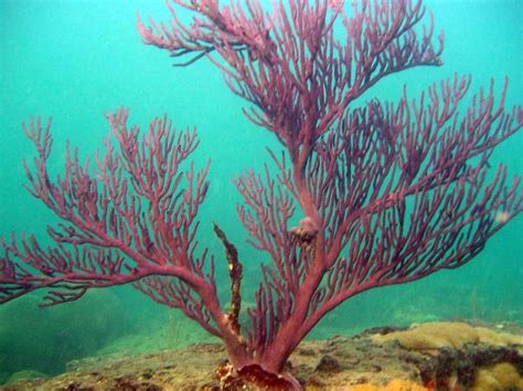 wonderful underwater tree! | Ocean plants, Underwater flowers, Sea flowers