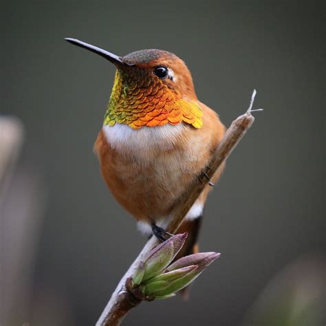 The Rufous Hummingbird - Perpetua Resources