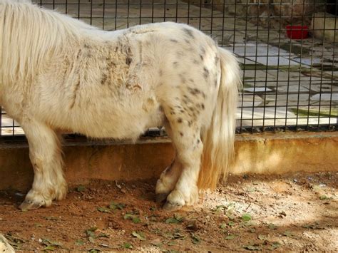 Falabella Miniature Horse | SIMILAR BUT DIFFERENT IN THE ANIMAL KINGDOM