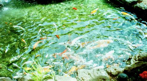 School Of Koi Fish In Pearl Harbor Free Stock Photo - Public Domain Pictures
