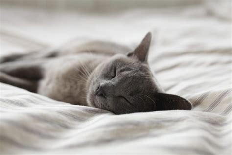 Cat Euthanasia: Understanding the Process and What to Expect - The Kindest Goodbye