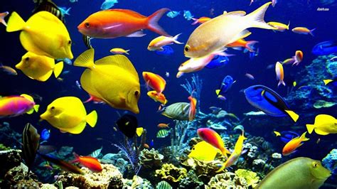 3d Fish Wallpaper Desktop