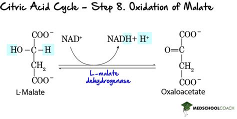 Enzyme Classification – MCAT Biochemistry | MedSchoolCoach