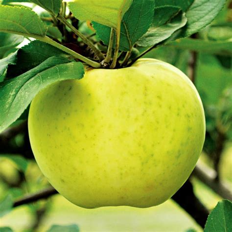 Apple Varieties | 16 Heirloom Apples & What They Taste Like | Pioneer Settler