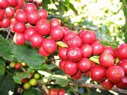 Planta De Café ( Café Robusta ) , Cafeto , Coffea Canephora - $ 165.00 en Mercado Libre