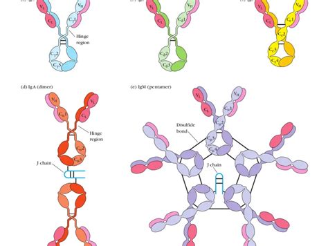 Immunoglobulin G (IgG): Structure, Subclasses, Functions • Microbe Online