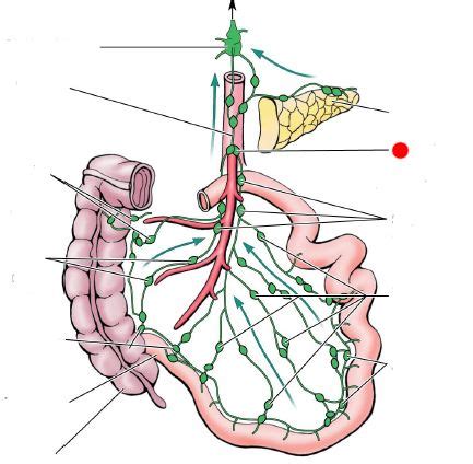 celiac plexus anatomy