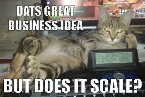 #Business Cat Meme | Cats, Funny cat memes, Funny cats