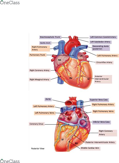 Heart Cell Diagram