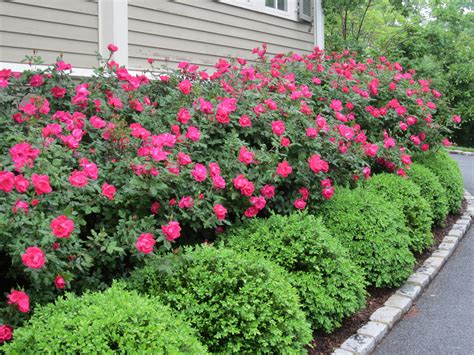 Knockout #Roses with #Boxwood Hedge in front of #garden house http://www.roanokemyhomesweethome ...