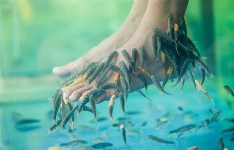 Fish Pedicure Spa: Understanding The Benefits And Risks, 54% OFF