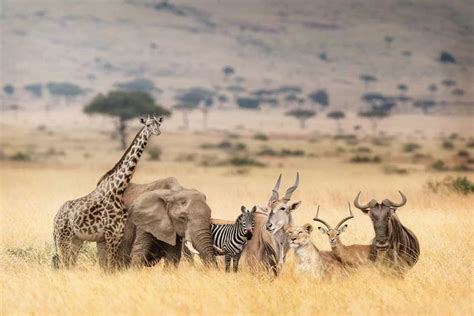 African Safari Animals In Dreamy Ke - Canvas Art Print | Susan Schmitz