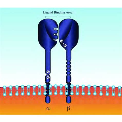 Laminin structure and chain composition. | Download Scientific Diagram