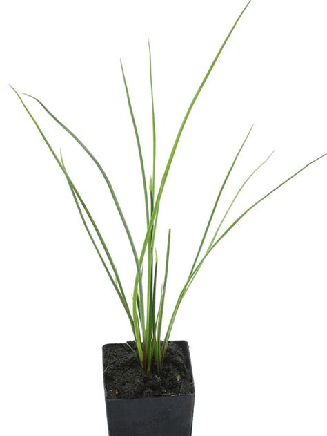 Organic Rakkyo Chinese Scallions | Allium chinense Plant - Mudbrick ...