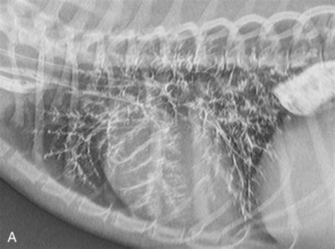 How Is Pneumonia Treated In Dogs