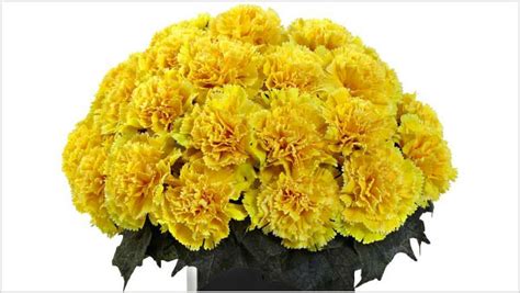 Know about the Carnations meaning according to their color