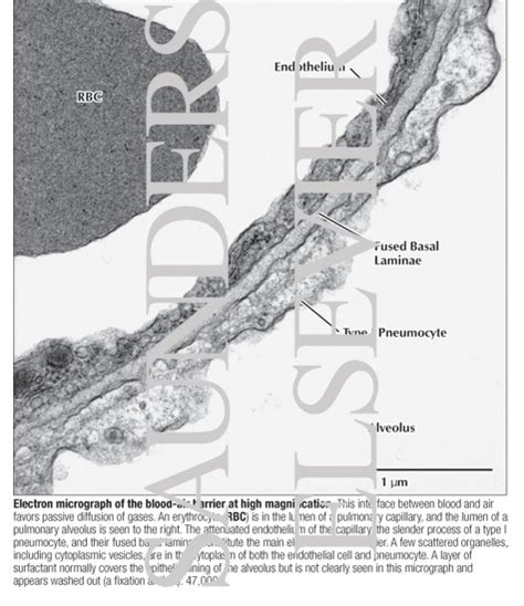 Electron Micrograph of the Blood-air Barrier at High Magnification