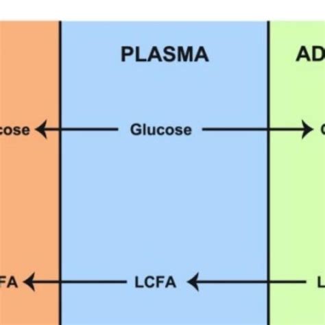 The randle cycle, "The glucose-fatty acids cycle" a homeostatic ...