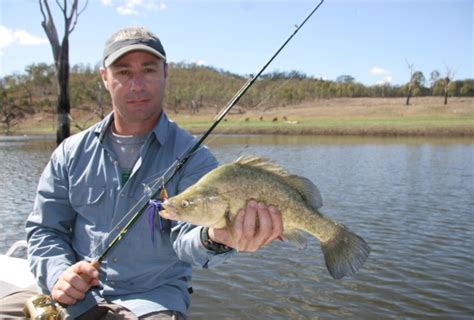 Fish Facts: Golden perch - under pressure - Fishing World Australia