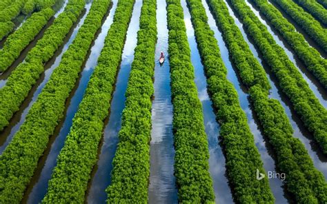 Les forêts de mangrove comme Bàu Cá Cái sur les côtes de la province de Quảng Ngãi | Foret ...