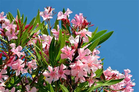 9 of the Best Oleander Varieties | Gardener’s Path