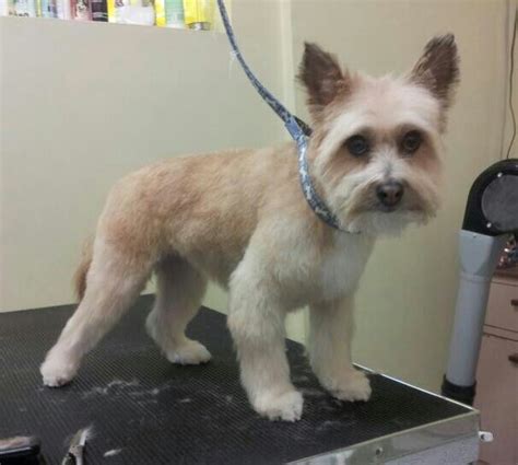 After! Pomeranian/Cairn Terrier mix | Grooming | Pinterest | Terrier ...