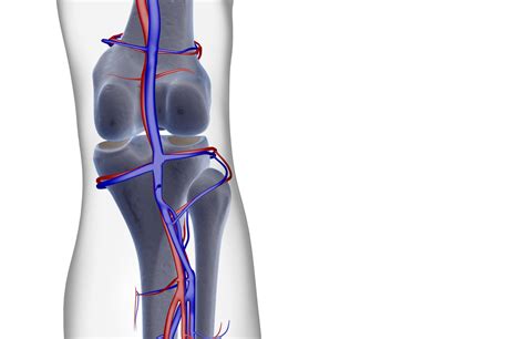 Popliteal Vein: Anatomy and Function