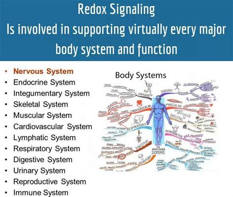 What Are Redox Signaling Molecules | Endocrine system, Body systems, Cardiovascular system