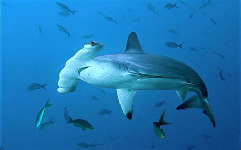 Hammerhead sharks deep in the ocean photo and wallpaper. Cute Hammerhead sharks deep in the ...