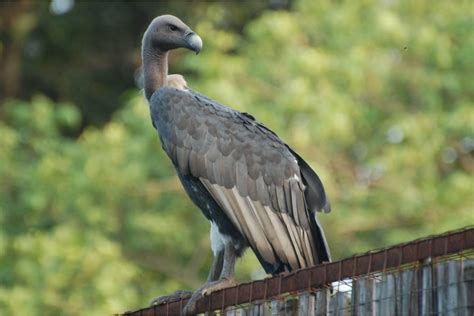 India’s vultures remain critically endangered, and could cause a human health crisis