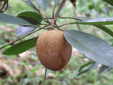 Sapotaceae, Manilkara zapota, Chico Sapote, Nispero | anthropogen