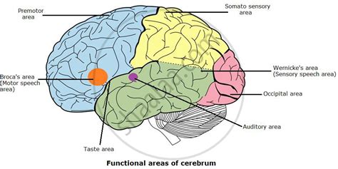 Describe the structure of the cerebrum. Add a note on its function. - Biology | Shaalaa.com