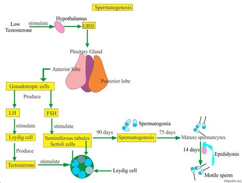 Semen – Part 2 – Normal and Abnormal Pattern of Semen – Labpedia.net