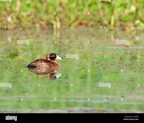 Masked duck hi-res stock photography and images - Alamy