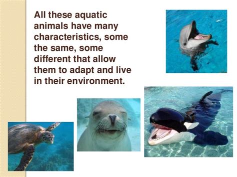 Adaptations Of Aquatic Animals Powerpoint