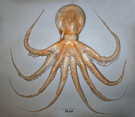 8 Largest Octopus Species in the World - Largest.org