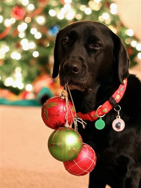 19 Christmas Cards Ideas for Your Pets | Christmas pet photos, Pet ...