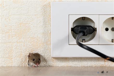 Signs There Are Mice in Your Walls - Mice Mob Exterminators