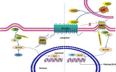 Frontiers | The Role of Sonic Hedgehog Pathway in the Development of the Central Nervous System ...