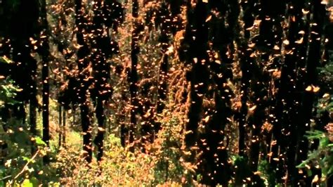 Monarch butterflies amazing migration to Mexico - YouTube