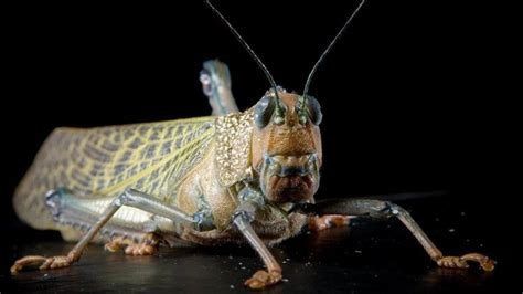 This Giant Grasshopper Species Is One of the Largest in the World — National Geographic ...