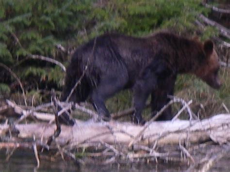 Grizzy Bear Migrating | Grizzly Bear Tours & Whale Watching, Knight Inlet