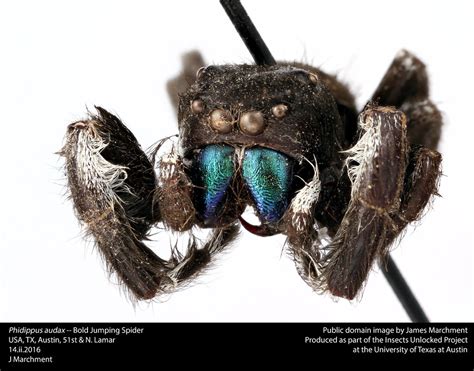 Phidippus audax -- Bold Jumping Spider | Phidippus audax -- … | Flickr