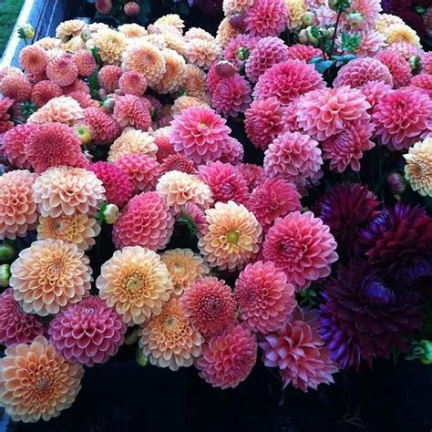 Dahlias | Flower farm, Dahlia flower, Planting flowers