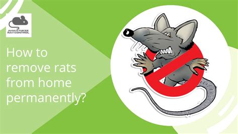 How to remove rats from home permanently? | Lifehack